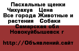 Пасхальные щенки Чихуахуа › Цена ­ 400 - Все города Животные и растения » Собаки   . Самарская обл.,Новокуйбышевск г.